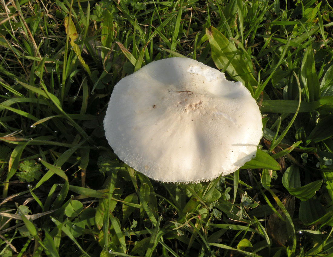 Agaricus?